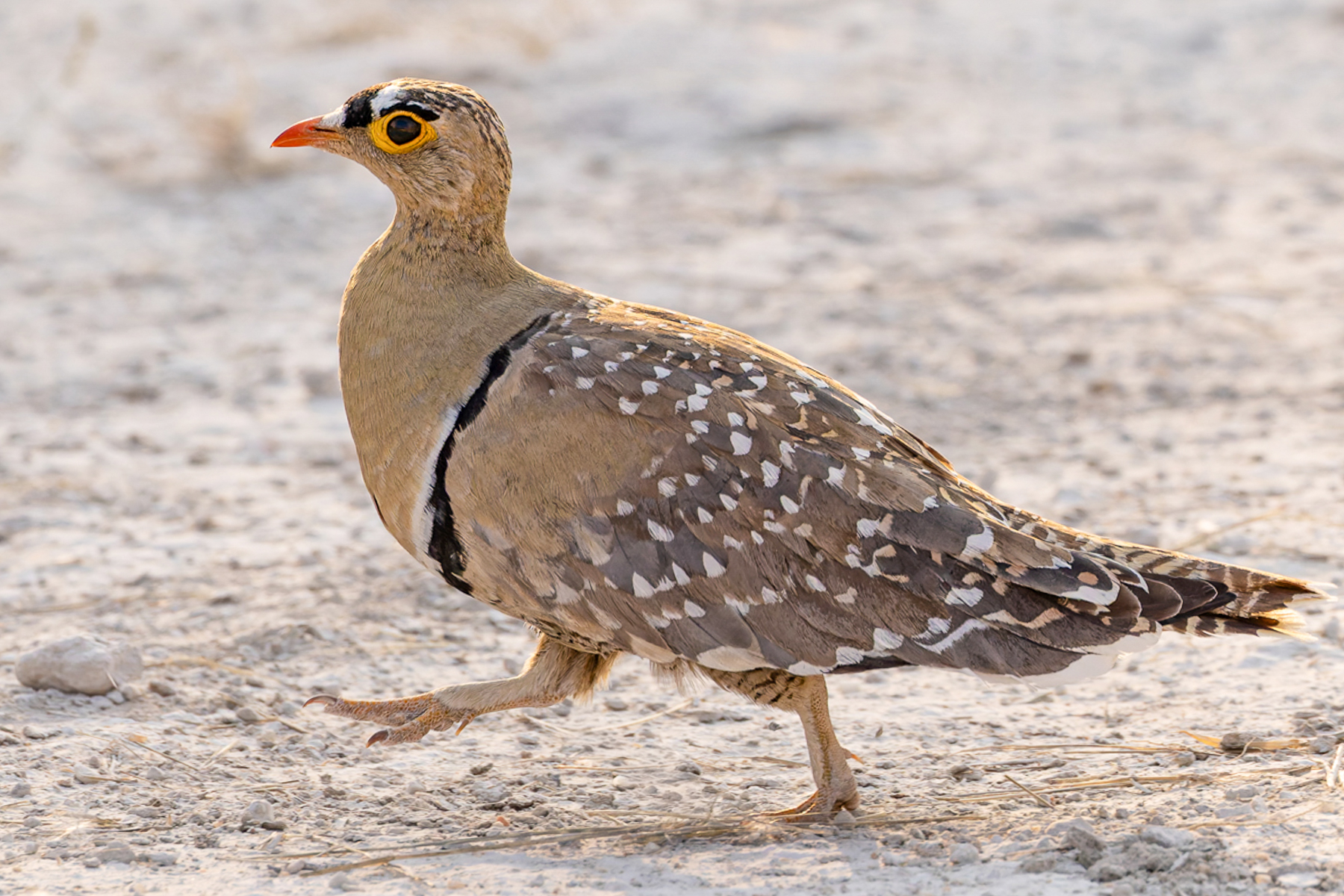 A Double-banded Sandgrouse struts across the salt pan in Namibia's Etosha National Park. Male sandgrouse wets his belly feathers at a waterhole before flying back to the nest where the chicks drink directly from his plumage (image by Mike Watson)