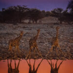 Namibia never fails to deliver incredible colours and light. We watched these three Angolan Giraffe drink from the Okaukeujo waterhole as the twilight hour produced some incredibly deep purple and pink skies (image by Virginia Wilde)