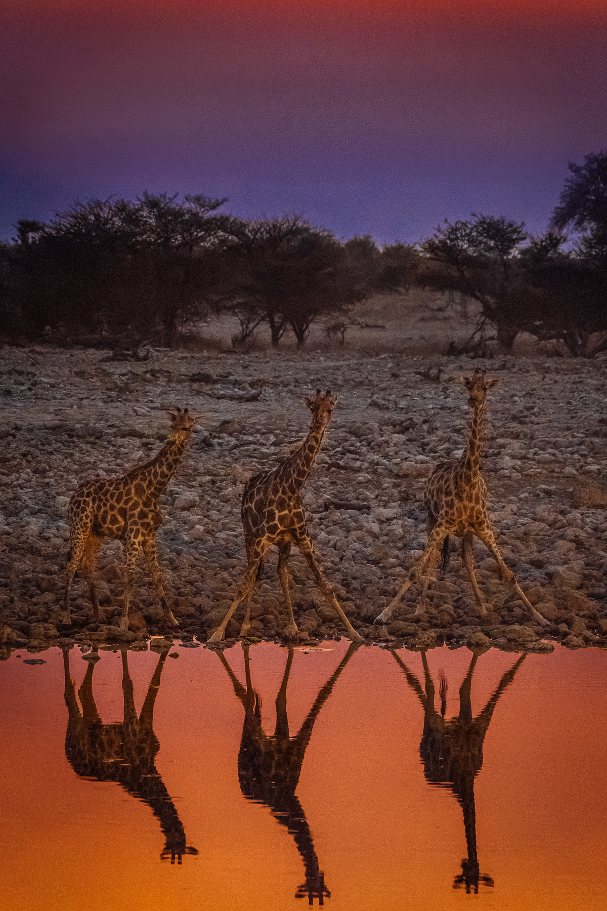 Namibia never fails to deliver incredible colours and light. We watched these three Angolan Giraffe drink from the Okaukeujo waterhole as the twilight hour produced some incredibly deep purple and pink skies (image by Virginia Wilde)