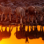 A deepening sunset turns the Okaukeujo waterhole orange in Namibia's Etosha National Park. A small herd of Burchell's Plains Zebra - distinctive with their faint brownish 'shadow stripe' on the hindquarters - gather to drink before night falls (image by Virginia Wilde)