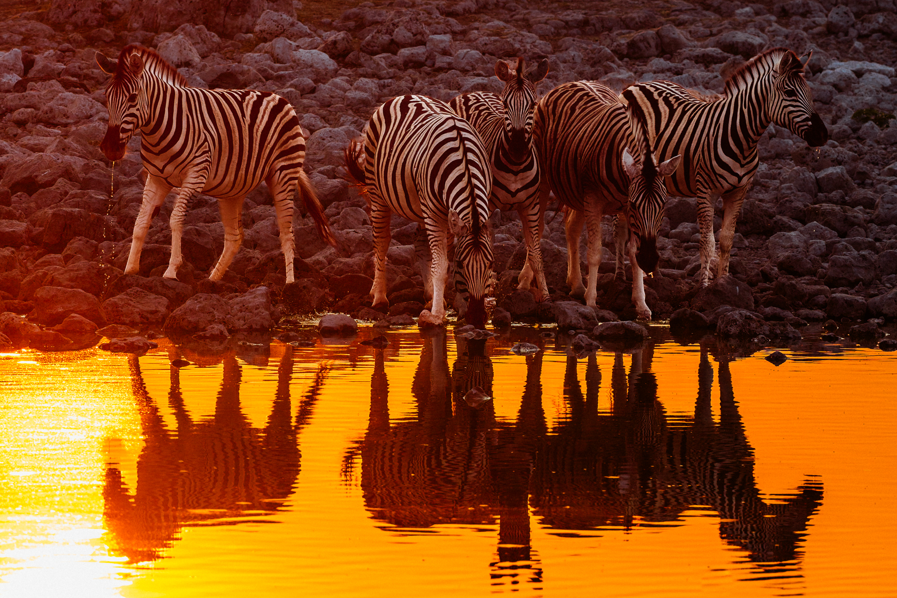 A deepening sunset turns the Okaukeujo waterhole orange in Namibia's Etosha National Park. A small herd of Burchell's Plains Zebra - distinctive with their faint brownish 'shadow stripe' on the hindquarters - gather to drink before night falls (image by Virginia Wilde)
