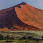 The impressive red flank of Sossusvlei's 'Dune 40' rises above a surprisingly green winter plain in the Namib Desert. Although our tour visit - in July - is in the driest part of the year at Sossusvlei, the region experienced heavy rainfall in the summer season, with higher-than-average vegetation growth this year (image by Virginia Wilde)