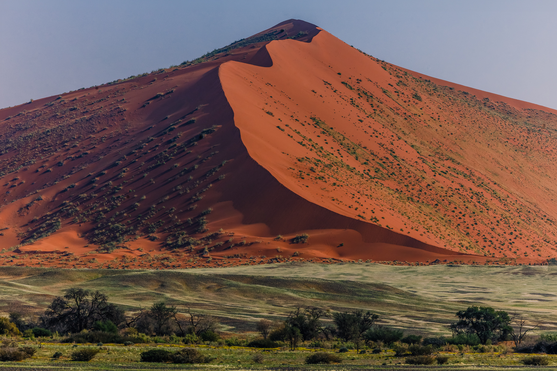 The impressive red flank of Sossusvlei's 'Dune 40' rises above a surprisingly green winter plain in the Namib Desert. Although our tour visit - in July - is in the driest part of the year at Sossusvlei, the region experienced heavy rainfall in the summer season, with higher-than-average vegetation growth this year (image by Virginia Wilde)