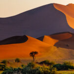 The sculpted ridges of the Sossusvlei dunes reveal the constant influence of wind, which has shaped this vast sea of sand over thousands of years. Against the dunes, a lone healthy Camel Thorn tree adds a sense of scale to one of Namibia's most iconic landscapes (image by Virginia Wilde)