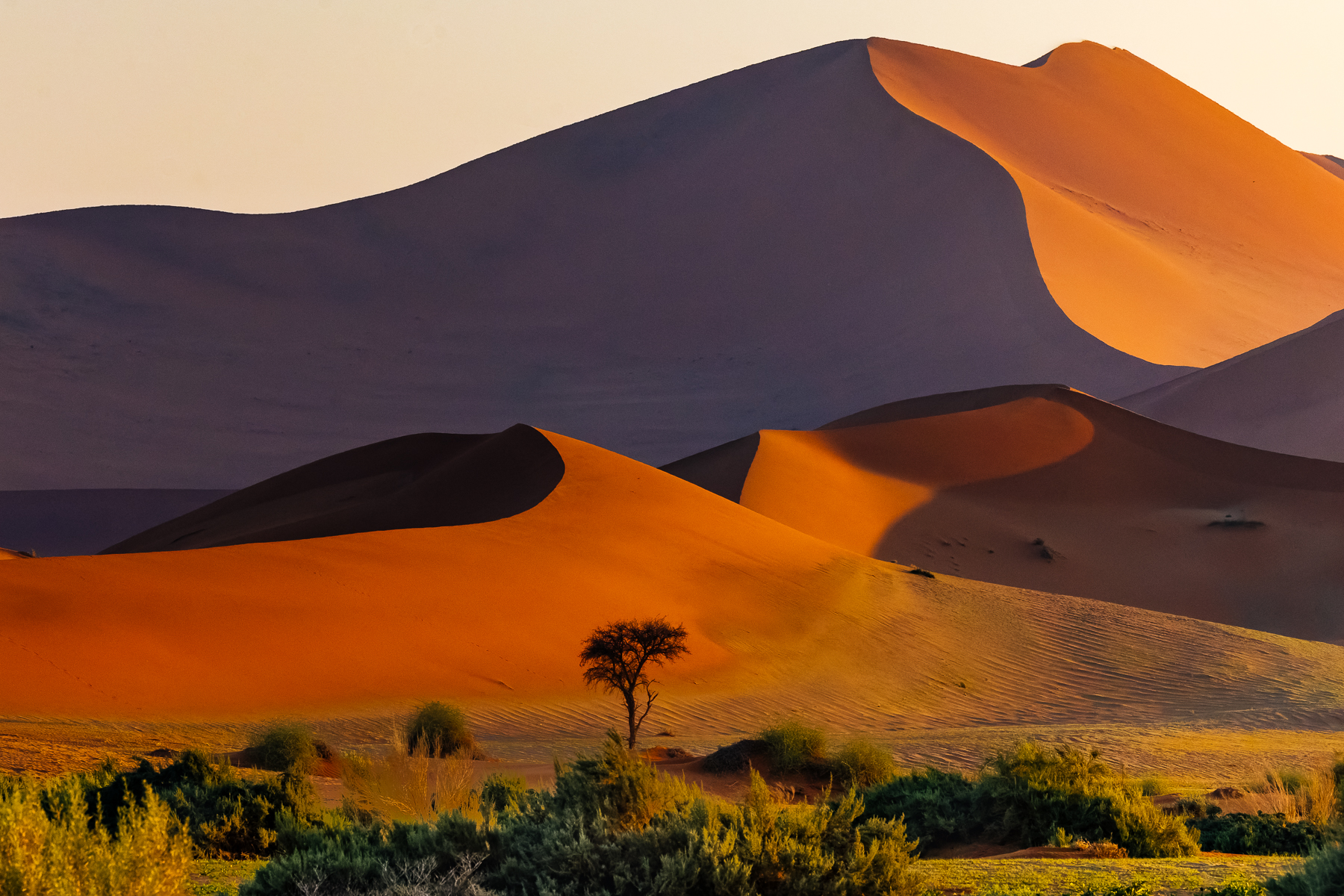 The sculpted ridges of the Sossusvlei dunes reveal the constant influence of wind, which has shaped this vast sea of sand over thousands of years. Against the dunes, a lone healthy Camel Thorn tree adds a sense of scale to one of Namibia's most iconic landscapes (image by Virginia Wilde)
