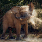 A swirl of dust surrounds a desert-adapted African Savanna Elephant bull in Namibia's Hoanib River Valley. An elephant hurling dust is more than a spectacle - it acts as sunscreen, insect repellent and skin protection in the harsh sun (image by Virginia Wilde)