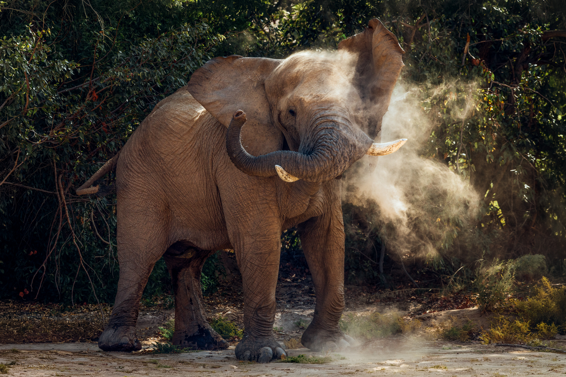 A swirl of dust surrounds a desert-adapted African Savanna Elephant bull in Namibia's Hoanib River Valley. An elephant hurling dust is more than a spectacle - it acts as sunscreen, insect repellent and skin protection in the harsh sun (image by Virginia Wilde)