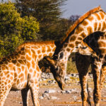 A tender moment between a juvenile Angolan Giraffe and its mother in Namibia's Etosha National Park (image by Virginia Wilde)