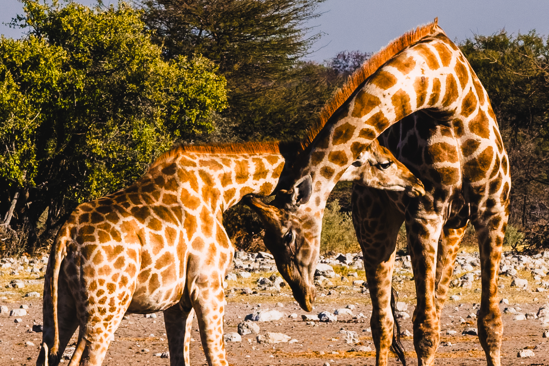 A tender moment between a juvenile Angolan Giraffe and its mother in Namibia's Etosha National Park (image by Virginia Wilde)