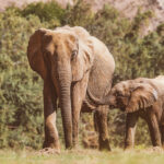 A juvenile African Savanna Elephant lifts its trunk to its mum's body for comfort - in a tender moment in Namibia's Hoanib River Valley (image by Mike Watson)