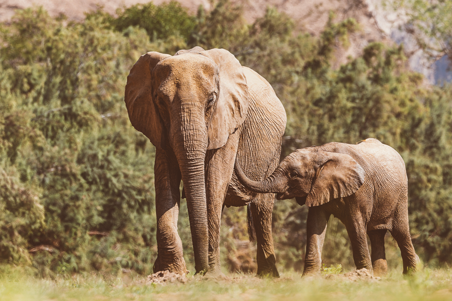 A juvenile African Savanna Elephant lifts its trunk to its mum's body for comfort - in a tender moment in Namibia's Hoanib River Valley (image by Mike Watson)