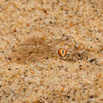 'Eye see you, snake in the sand!' Buried almost entirely beneath the Namib Desert's sand, a Peringuey's Adder leaves little more than its eyes exposed. This small venomous snake is an ambush predator, using its extraordinary camouflage to surprise passing prey (image by Virginia Wilde)