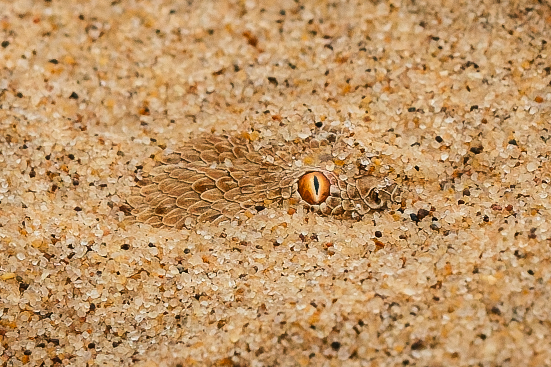 'Eye see you, snake in the sand!' Buried almost entirely beneath the Namib Desert's sand, a Peringuey's Adder leaves little more than its eyes exposed. This small venomous snake is an ambush predator, using its extraordinary camouflage to surprise passing prey (image by Virginia Wilde)
