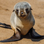 Juvenile Cape Fur Seals are adorable to watch - all enormous flippers, dark eyes and extravagant whiskers. At this age, they still have the awkward proportions of a pup - part marine predator, part ungainly bundle of fur and flippers (image by Virginia Wilde)