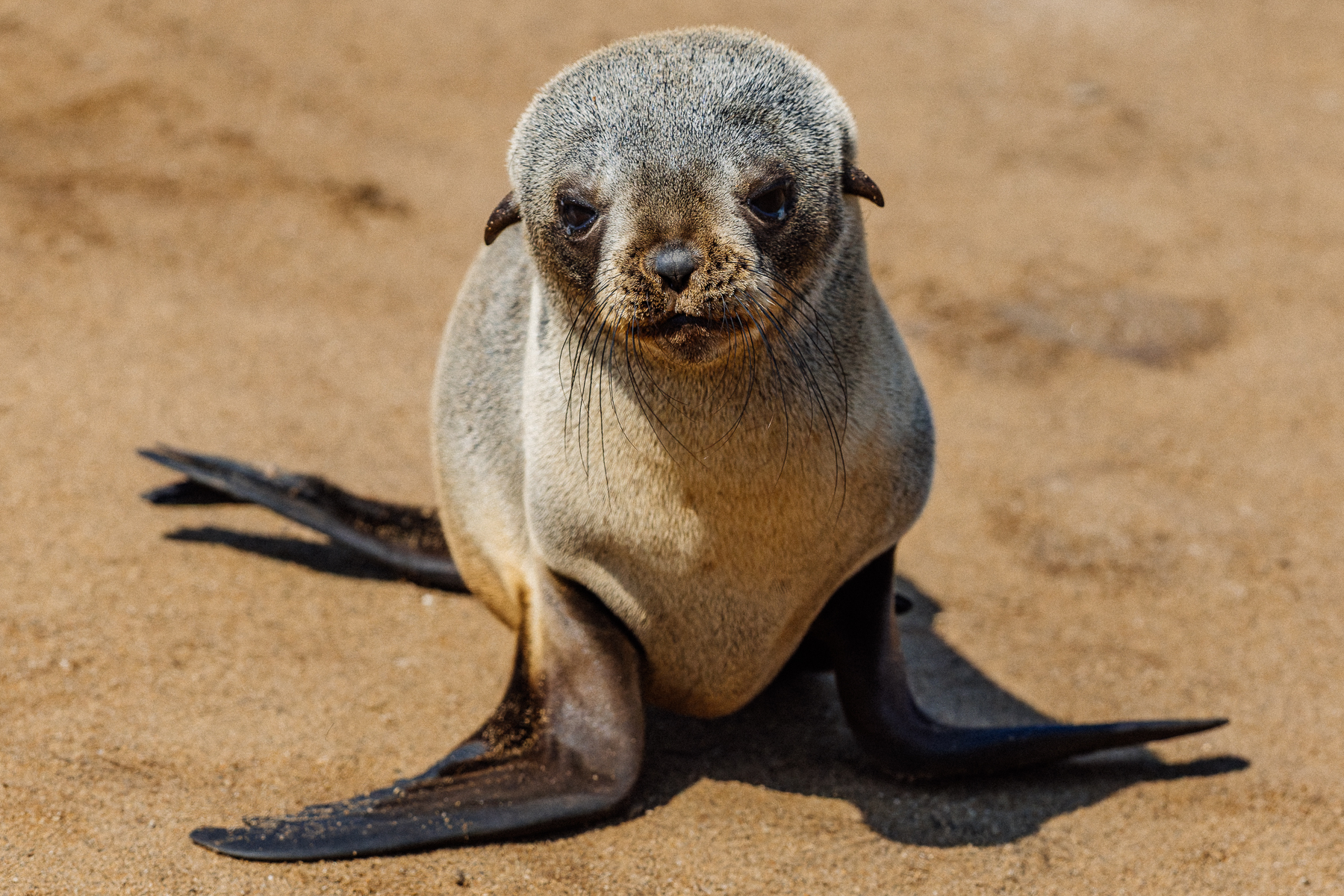 Juvenile Cape Fur Seals are adorable to watch - all enormous flippers, dark eyes and extravagant whiskers. At this age, they still have the awkward proportions of a pup - part marine predator, part ungainly bundle of fur and flippers (image by Virginia Wilde)