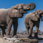 What's better than one African Savanna Elephant bull outside your waterhole hide? Two African Savanna Elephant bulls drinking outside your waterhole hide (image by Virginia Wilde)