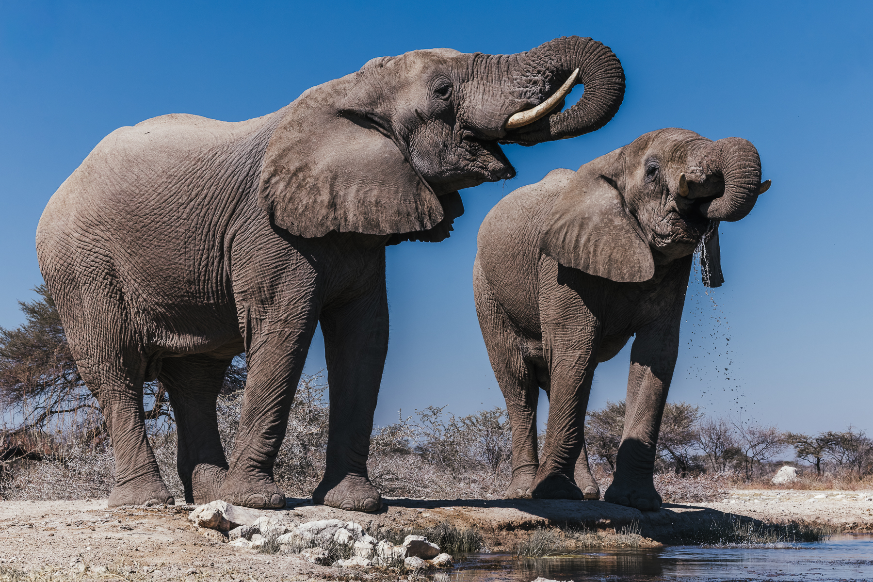 What's better than one African Savanna Elephant bull outside your waterhole hide? Two African Savanna Elephant bulls drinking outside your waterhole hide (image by Virginia Wilde)