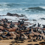 Atlantic waves crash over just a few of the estimated 100,000 Cape Fur Seals that make up Namibia's Cape Cross Seal colony. Visiting the colony is an experience due to the awesome sound and smell of all these seals (image by Virginia Wilde)