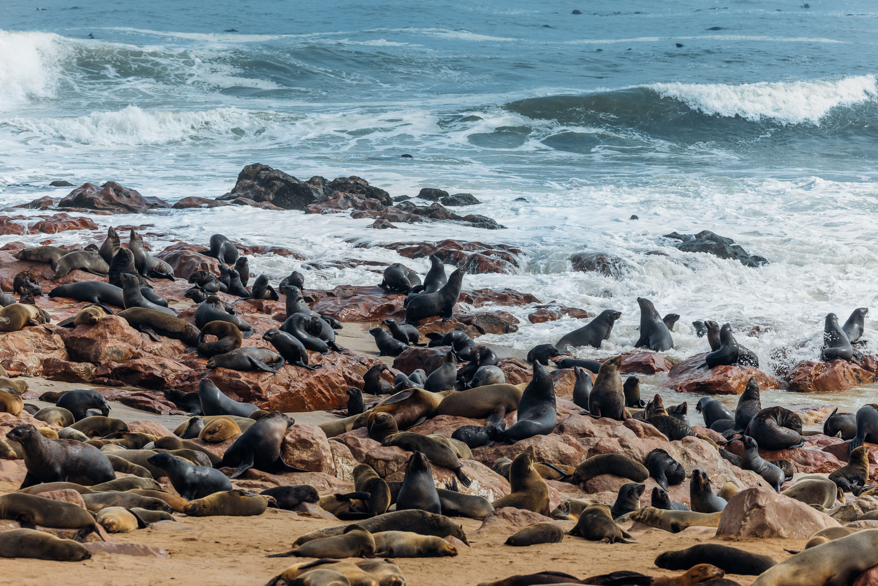 Atlantic waves crash over just a few of the estimated 100,000 Cape Fur Seals that make up Namibia's Cape Cross Seal colony. Visiting the colony is an experience due to the awesome sound and smell of all these seals (image by Virginia Wilde)