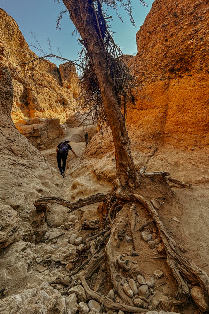 Namibia tour-member KC loved exploring the crevices and gnarled trees of Sesriem Canyon in Sossusvlei (image by Virginia Wilde)