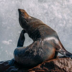 A tower of sea spray erupts behind a Cape Fur Seal, who appears oblivious as he attends to the more important task of scratching his ear with a flipper (image by Mike Watson)