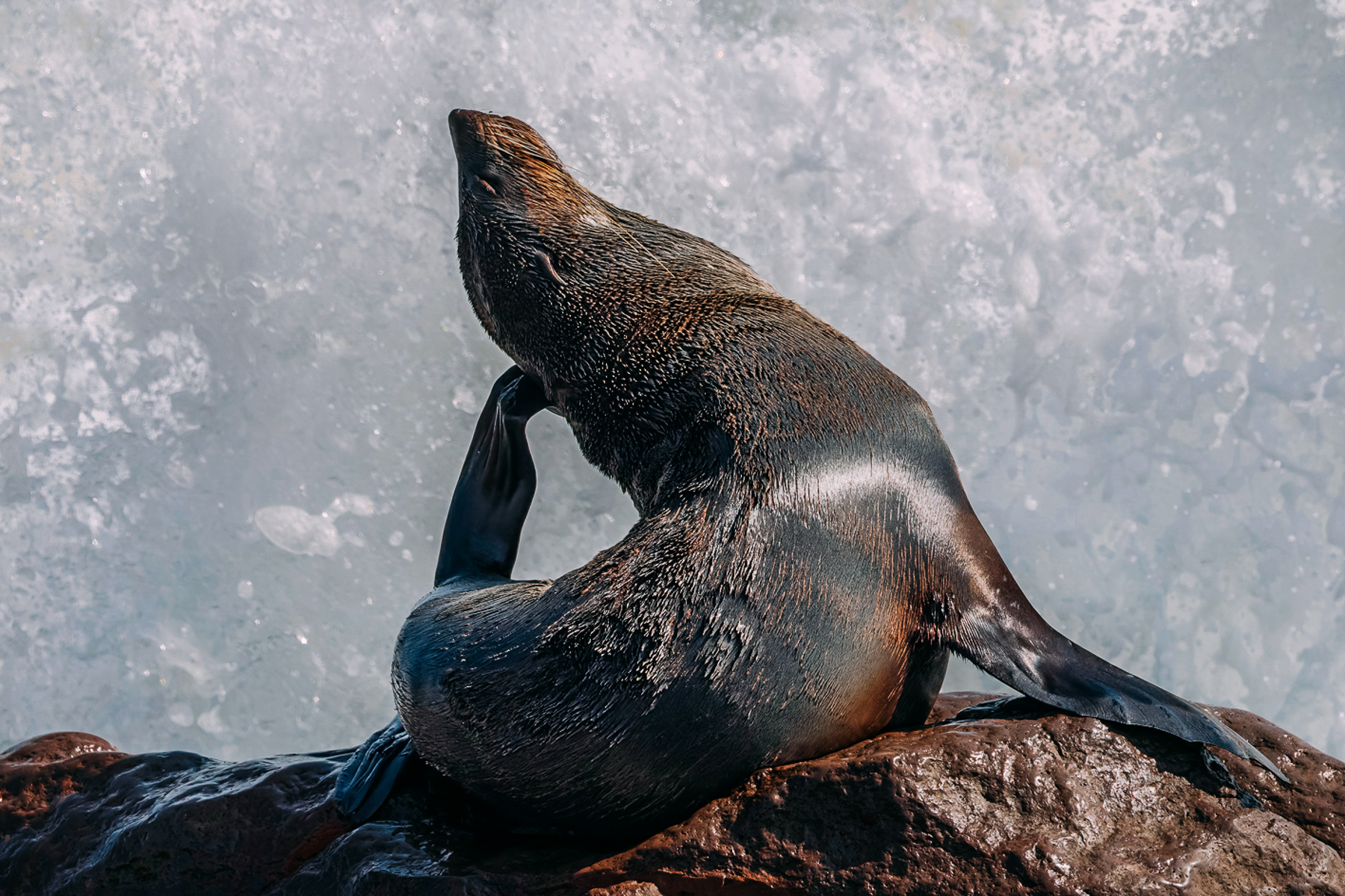 A tower of sea spray erupts behind a Cape Fur Seal, who appears oblivious as he attends to the more important task of scratching his ear with a flipper (image by Mike Watson)