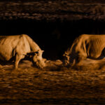 Charging Black Rhinos trade off against each other, as dust clouds billow around them. We watched this fiercely protective mother charge a male that had ventured too close to her calf, her protective instincts erupting in a sudden show of aggression (image by Virginia Wilde)