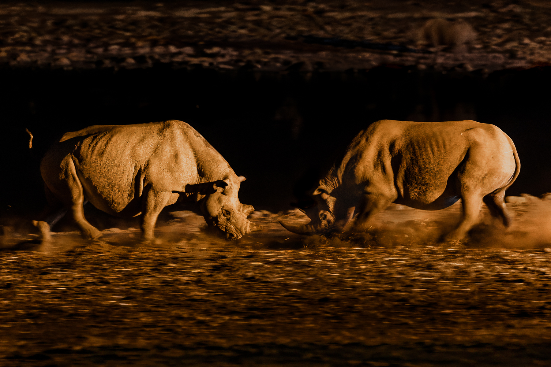 Charging Black Rhinos trade off against each other, as dust clouds billow around them. We watched this fiercely protective mother charge a male that had ventured too close to her calf, her protective instincts erupting in a sudden show of aggression (image by Virginia Wilde)