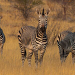 We were overjoyed to find this small herd of Hartmann's Mountain Zebra as we drove towards Namibia's Hoanib River Valley. Namibia is a major stronghold of this zebra subspecies, with smaller populations extending into southwestern Angola. They are exceptionally well adapted to steep, rocky and arid mountain country, able to negotiate terrain that is difficult for many other large herbivores (image by Mike Watson)