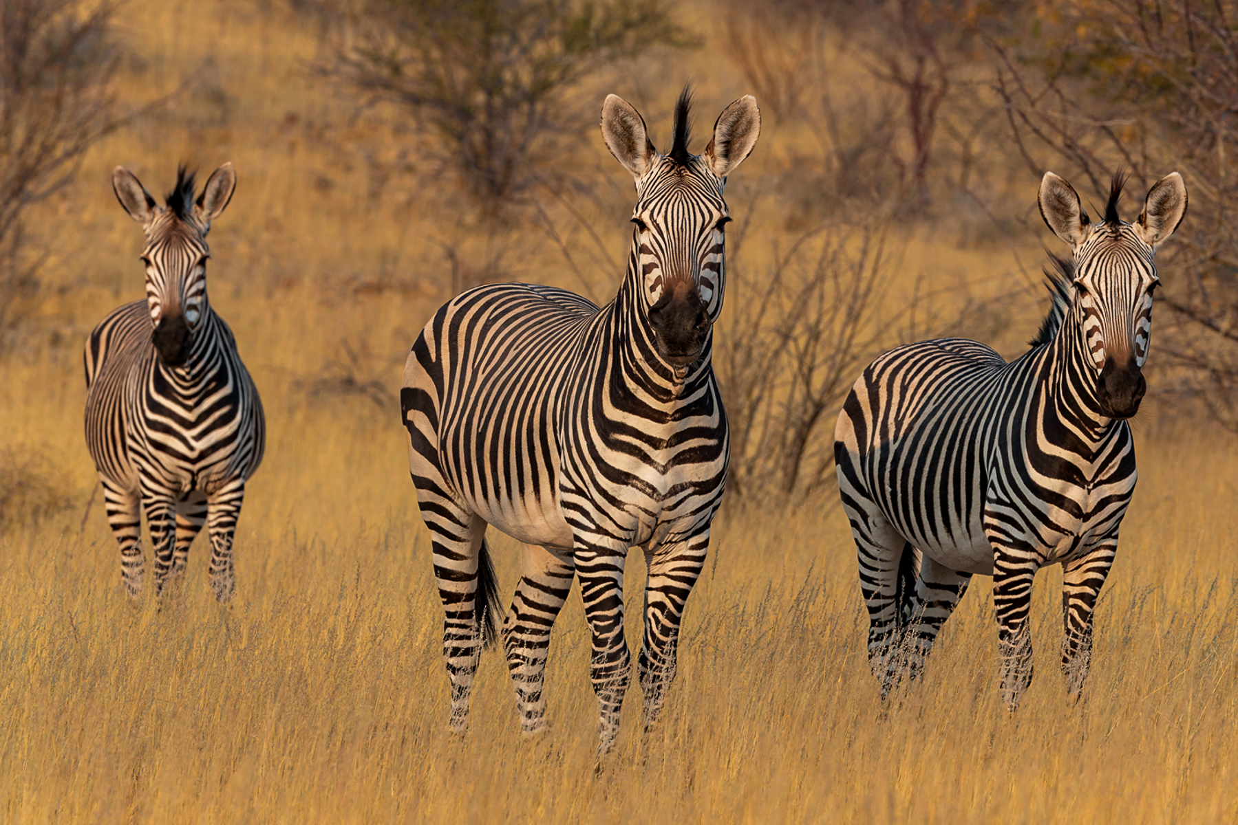 We were overjoyed to find this small herd of Hartmann's Mountain Zebra as we drove towards Namibia's Hoanib River Valley. Namibia is a major stronghold of this zebra subspecies, with smaller populations extending into southwestern Angola. They are exceptionally well adapted to steep, rocky and arid mountain country, able to negotiate terrain that is difficult for many other large herbivores (image by Mike Watson)