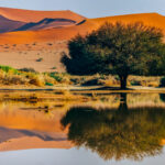 These reflective pools only develop by the Sossusvlei dunes about once every decade - brought on by heavy rainfall into the Tsauchab River. So we were incredibly lucky to have these wonderful conditions during our tour (image by Virginia Wilde)