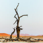 One of Deadvlei's great Camel Thorn trees towers above the ghostly remains of the forest around it, its weathered trunk rising high above the white clay pan. Around 600-700 years ago, these trees were cut off from the Tsauchab River and died, but the extreme aridity preserved their blackened remains ((image by Mike Watson)