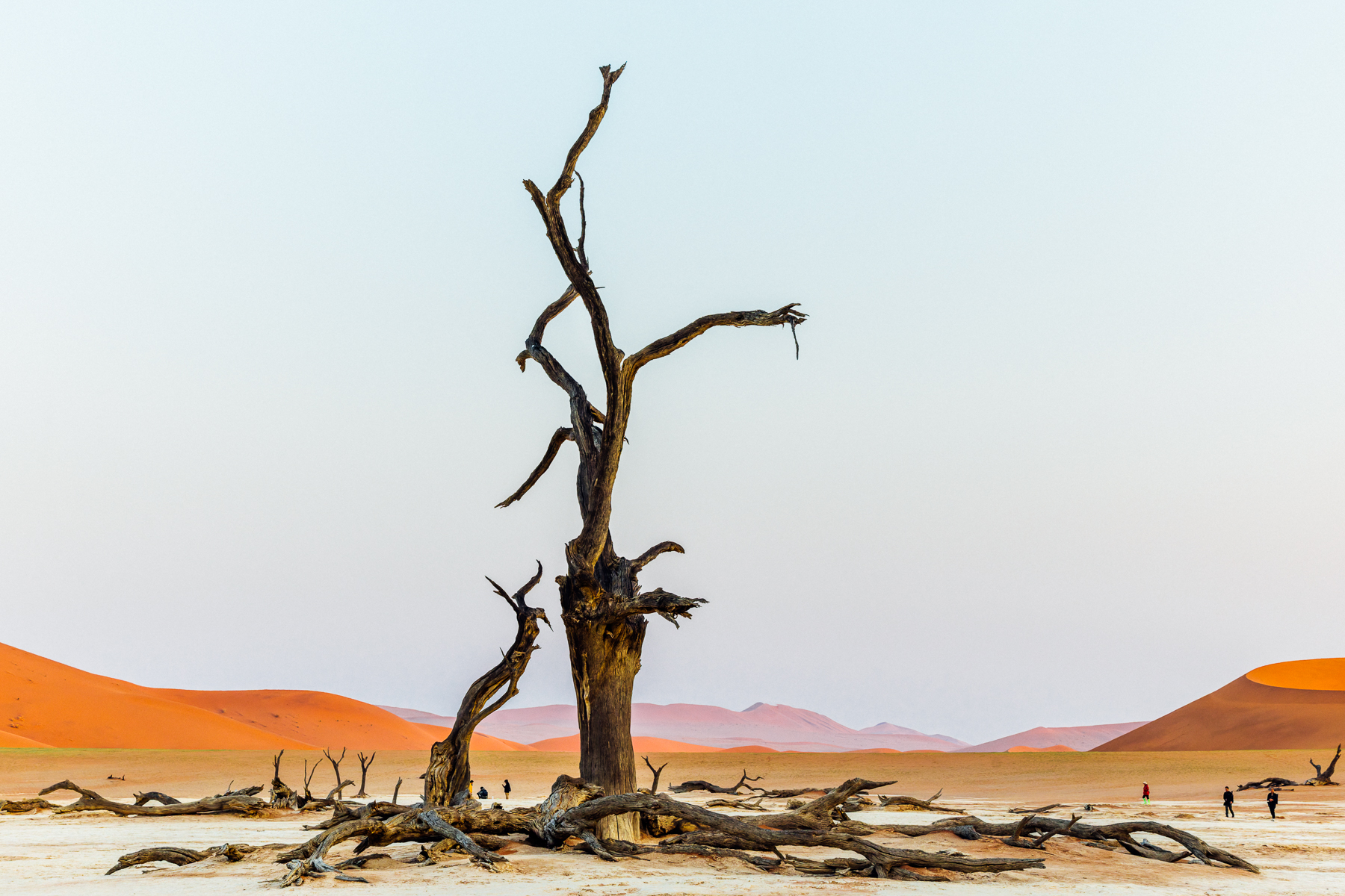 One of Deadvlei's great Camel Thorn trees towers above the ghostly remains of the forest around it, its weathered trunk rising high above the white clay pan. Around 600-700 years ago, these trees were cut off from the Tsauchab River and died, but the extreme aridity preserved their blackened remains ((image by Mike Watson)