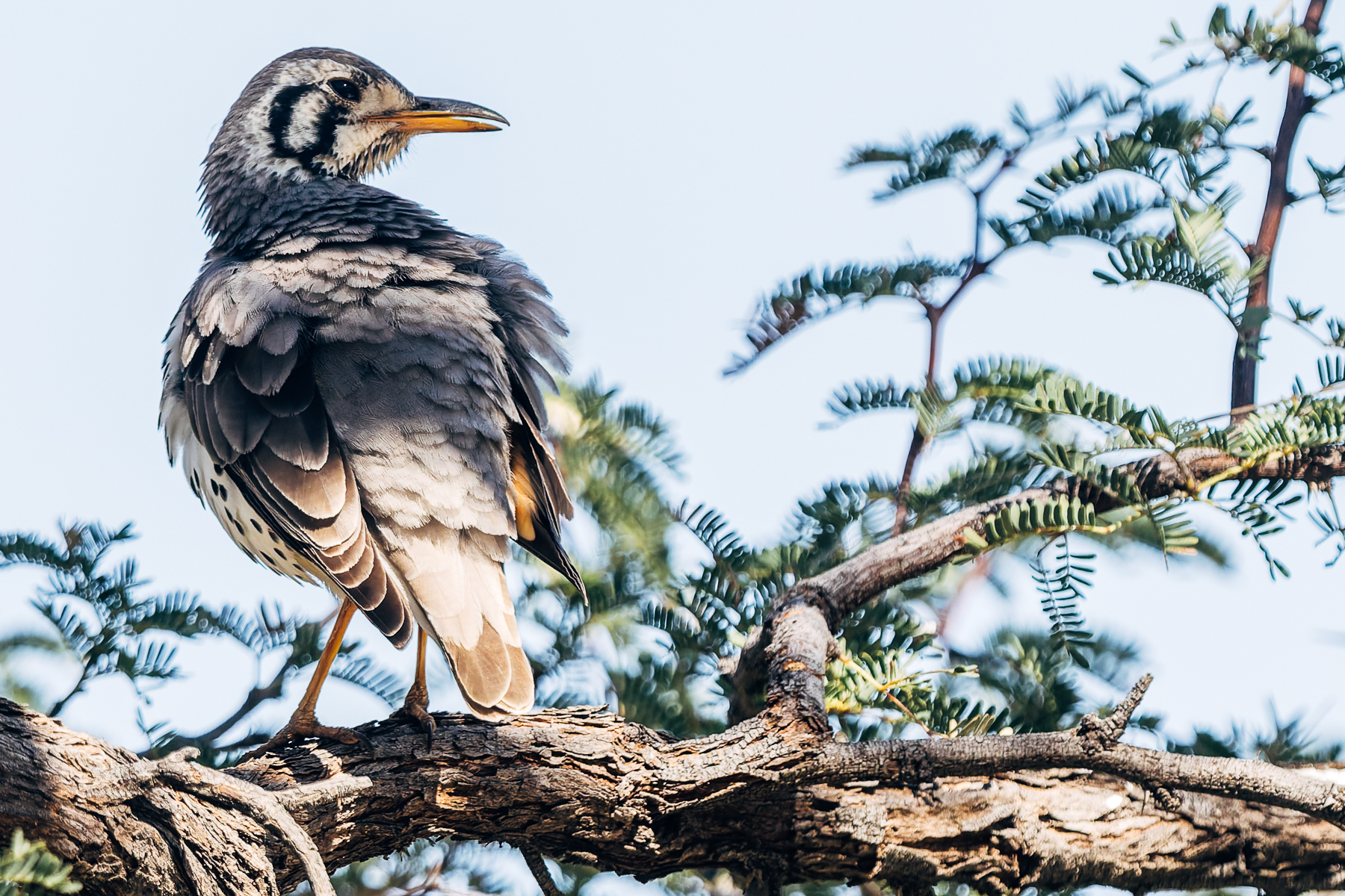 Groundscraper Thrushes are found widely across Namibia, with its bold white eyebrow and throat markings making it particularly distinctive (image by Virginia Wilde)