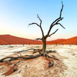 Wide-angle view of Deadvlei, complete with cracked salt pan ground and a scattering of Camel Thorn trees (image by Mike Watson)