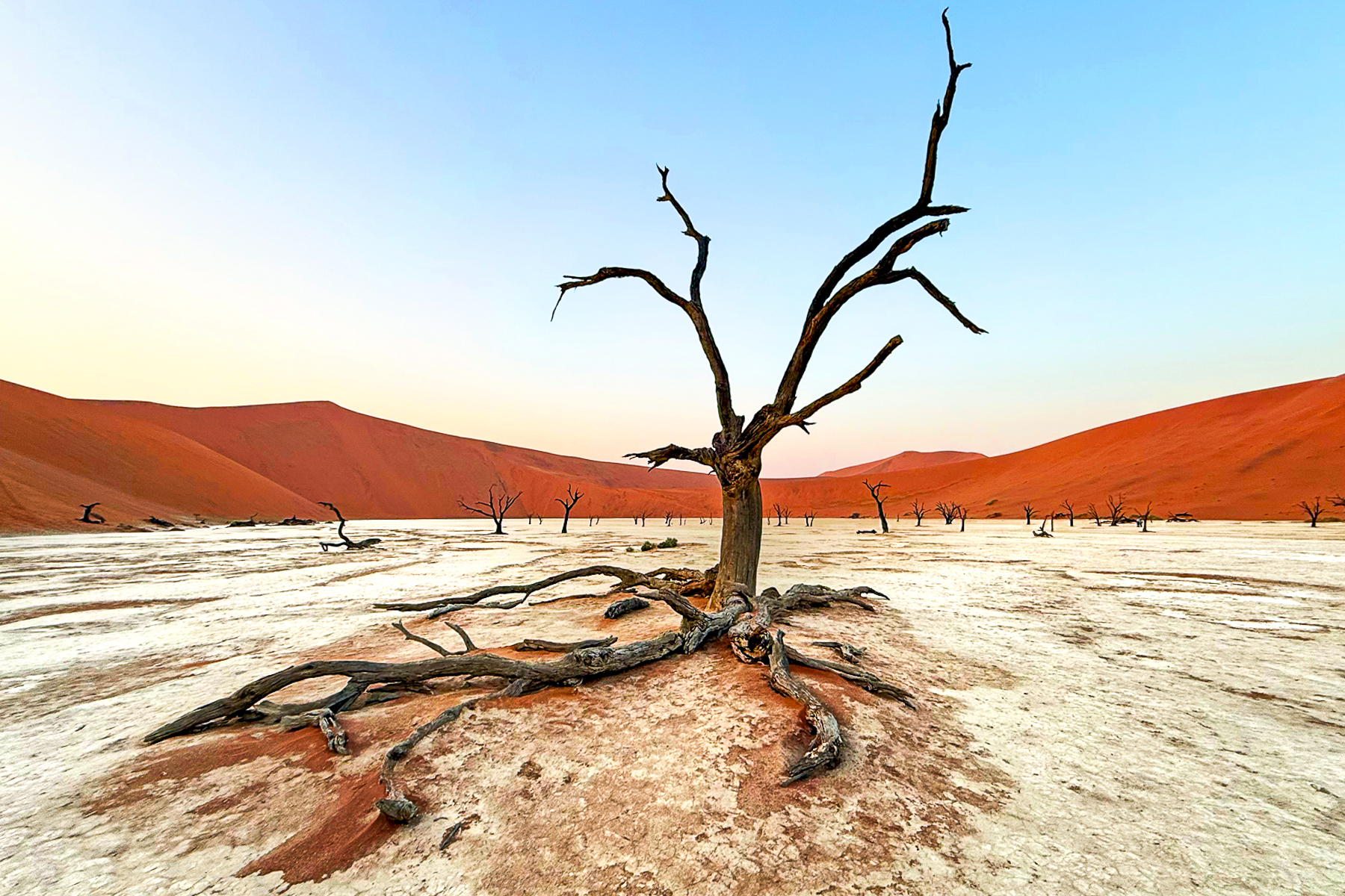 Wide-angle view of Deadvlei, complete with cracked salt pan ground and a scattering of Camel Thorn trees (image by Mike Watson)