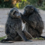 Grooming is a hugely important part of Chacma Baboon society, helping to strengthen social bonds as well as keeping fur free of parasites and debris (image by Virginia Wilde)