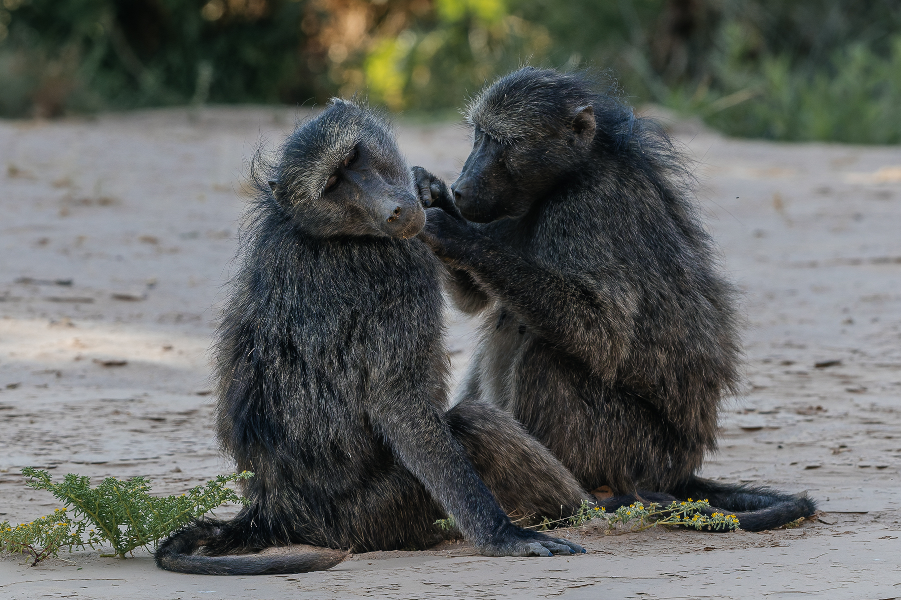 Grooming is a hugely important part of Chacma Baboon society, helping to strengthen social bonds as well as keeping fur free of parasites and debris (image by Virginia Wilde)