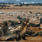 'This way, son, our patch is up here.' A Cape Fur Seal mother and her pup try to find their place among the 100,000 gathered seals in Namibia's Cape Cross Seal colony (image by Virginia Wilde)