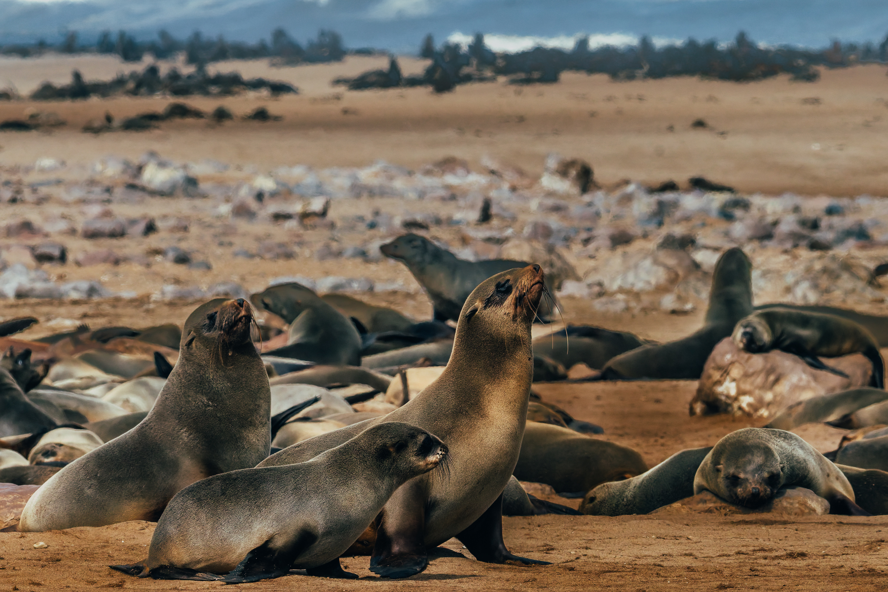 'This way, son, our patch is up here.' A Cape Fur Seal mother and her pup try to find their place among the 100,000 gathered seals in Namibia's Cape Cross Seal colony (image by Virginia Wilde)