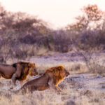 A pair of wandering African Lions - reputed to be brothers - stand out against the white sand and vegetation of the Onguma salt pan (image by Virginia Wilde)