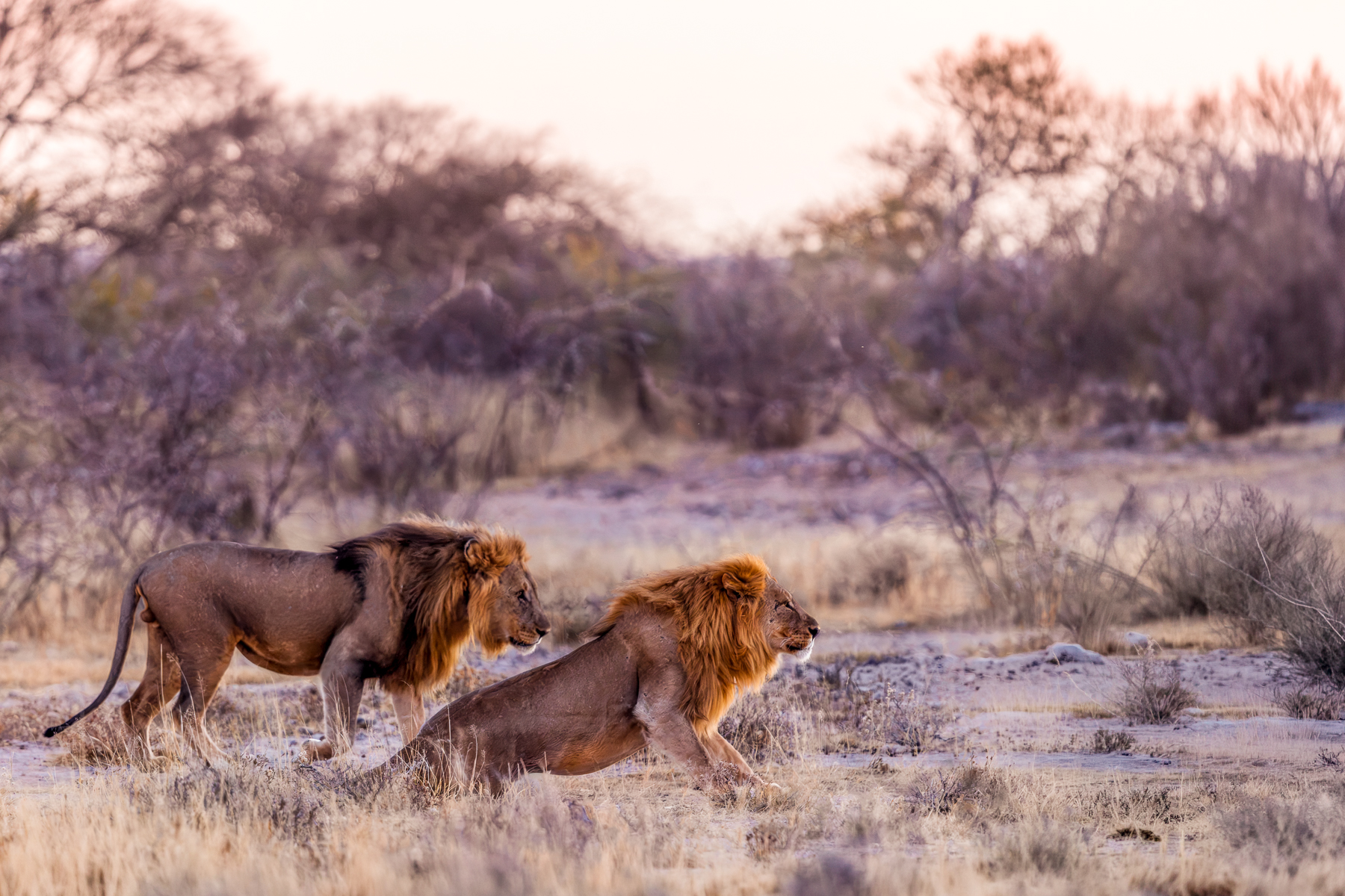 A pair of wandering African Lions - reputed to be brothers - stand out against the white sand and vegetation of the Onguma salt pan (image by Virginia Wilde)