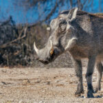 Portrait of a Common Warthog in Namibia's Onguma Reserve. Our sunken hide allowed us to get wonderful close-ups of animals that normally would run away (image by Virginia Wilde)