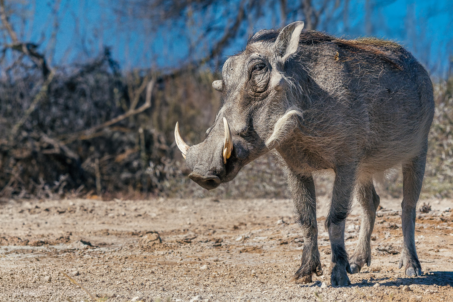 Portrait of a Common Warthog in Namibia's Onguma Reserve. Our sunken hide allowed us to get wonderful close-ups of animals that normally would run away (image by Virginia Wilde)