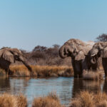 A small herd of African Savanna Elephants gather to drink at one of the largest waterholes in Namibia's Onguma Reserve - a sprawling wildlife sanctuary bordering the vast Etosha National Park (image by Virginia Wilde)