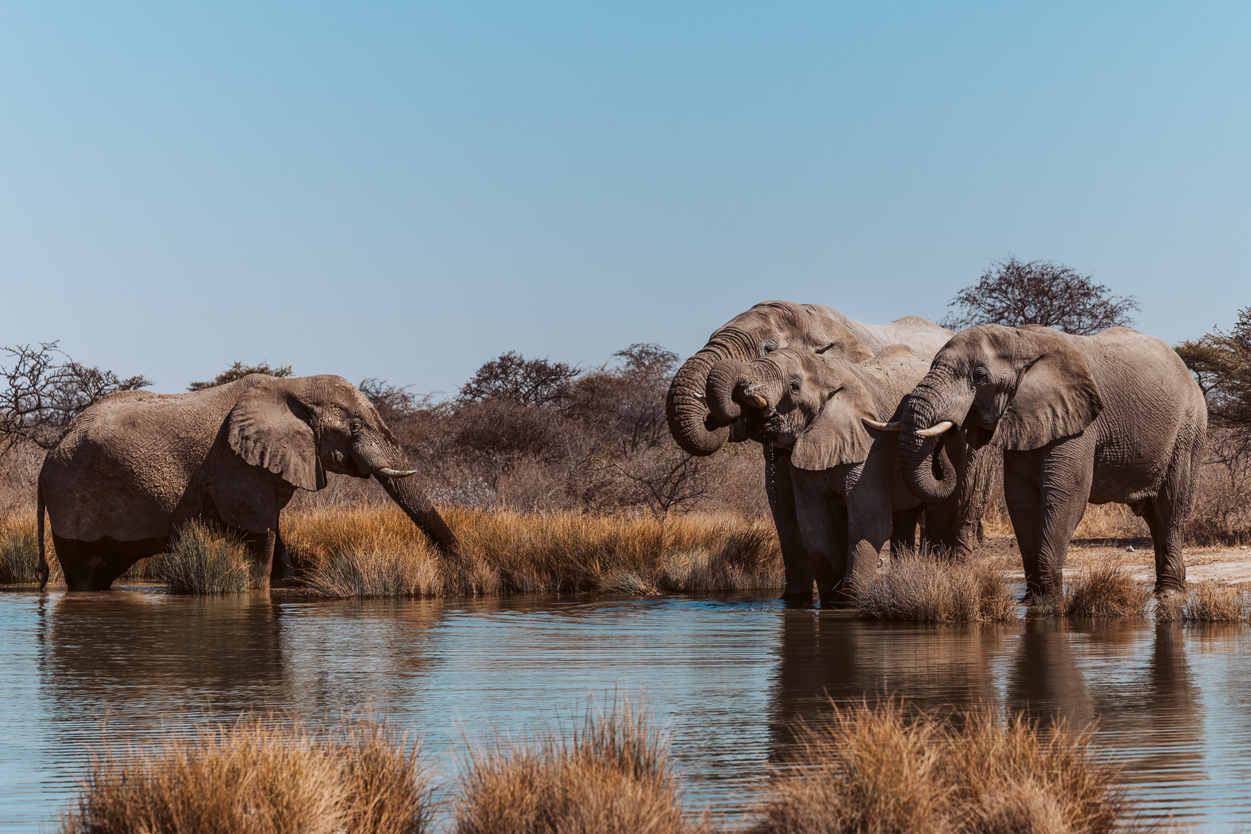 A small herd of African Savanna Elephants gather to drink at one of the largest waterholes in Namibia's Onguma Reserve - a sprawling wildlife sanctuary bordering the vast Etosha National Park (image by Virginia Wilde)