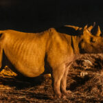 A Black Rhino stands upright and alert during a night-time visit to Namibia's Okaukuejo waterhole. Black Rhinos (and the Namibian south-western subspecies) are critically endangered and usually solitary, except when females are accompanied by calves (image by Virginia Wilde)