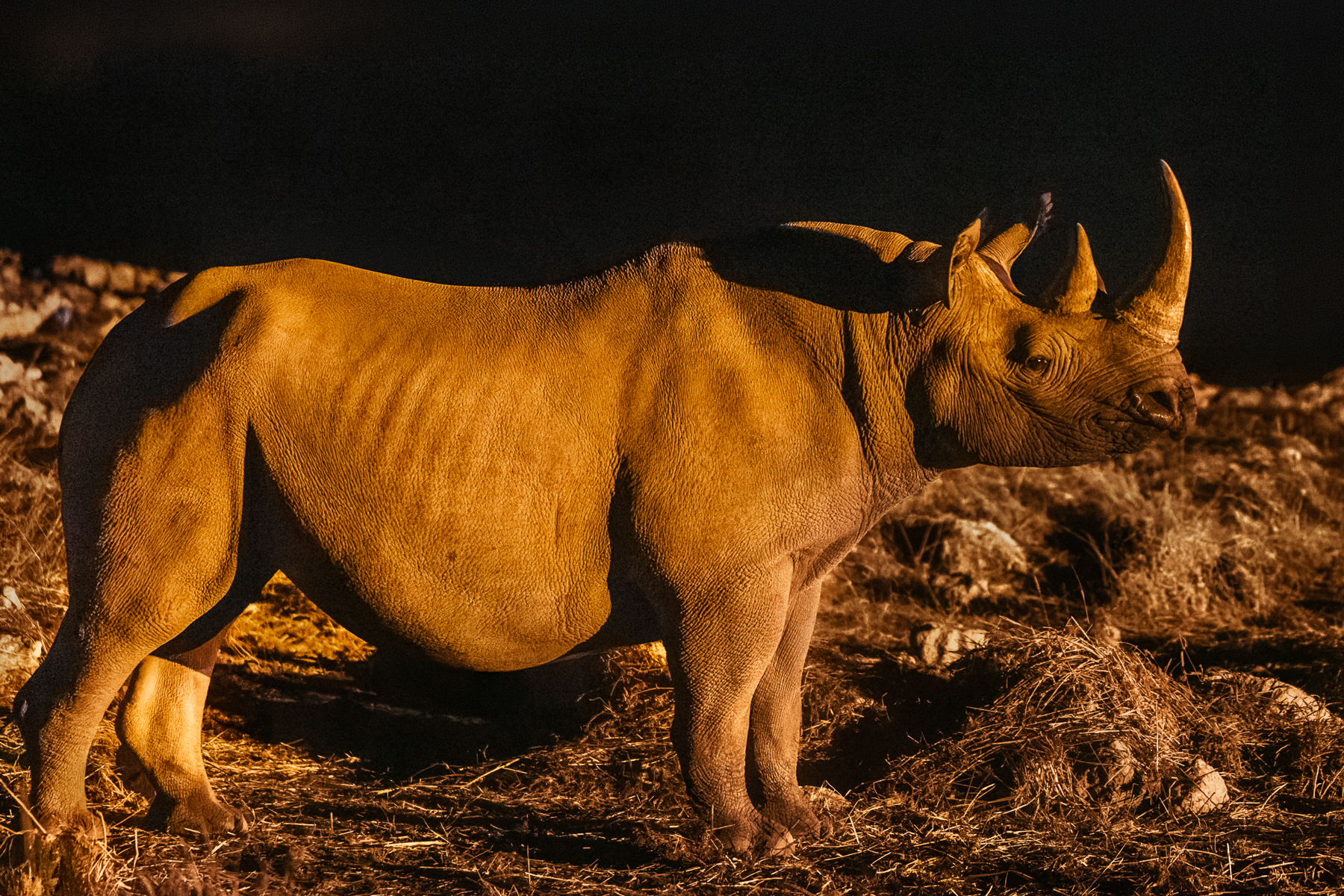 A Black Rhino stands upright and alert during a night-time visit to Namibia's Okaukuejo waterhole. Black Rhinos (and the Namibian south-western subspecies) are critically endangered and usually solitary, except when females are accompanied by calves (image by Virginia Wilde)