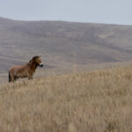 The Takhi, or Przewalski’s horse, in Hustai National Park. Once extinct in the wild, these remarkable horses were successfully reintroduced to Mongolia and now roam freely again across the steppe (image by Ingrid Koedood)