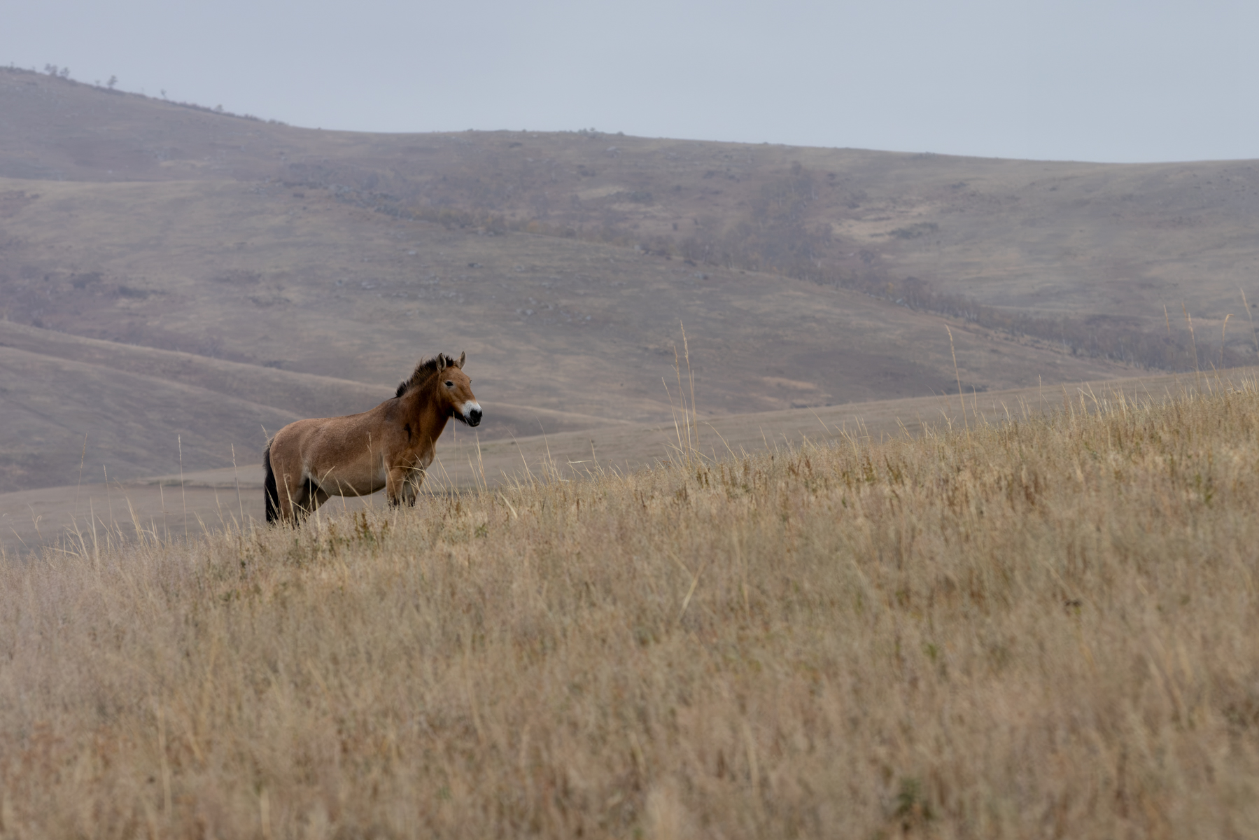 The Takhi, or Przewalski’s horse, in Hustai National Park. Once extinct in the wild, these remarkable horses were successfully reintroduced to Mongolia and now roam freely again across the steppe (image by Ingrid Koedood)